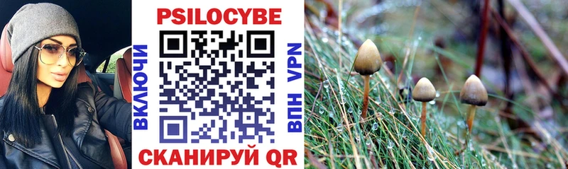что такое   Чистополь  Псилоцибиновые грибы Cubensis 
